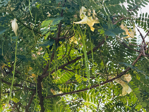 Sesbania grandiflora or Hummingbird tree.there are white petals ,hanging on branch.green leaf.fresh ingredient f