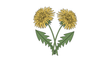 Obraz premium Simple and clean vector illustration of two yellow dandelion flowers with green stems and leaves, isolated on a white background.