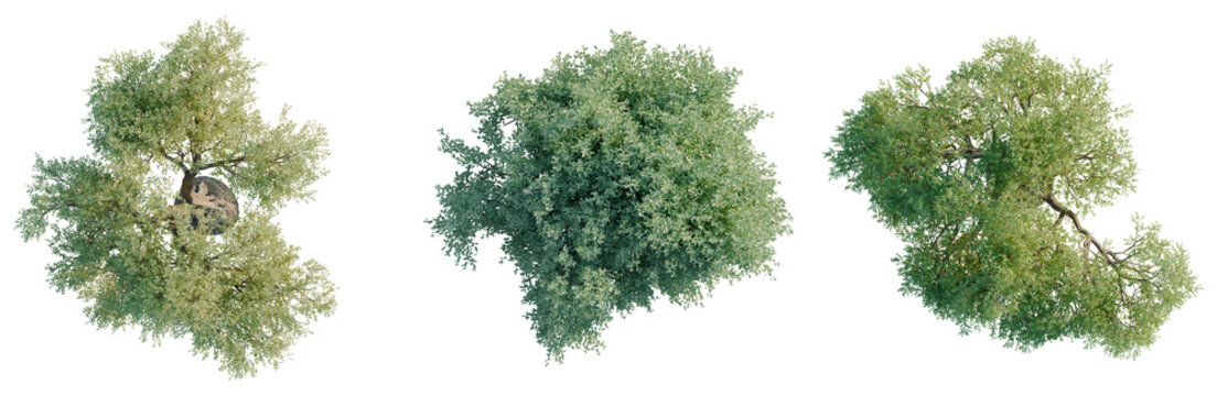 Olea europaea tree plan, top view, cutout, transparent background, isolate, visualization, Three Lush Green Trees, Natural Forest Elements, Botanical Collection, High Detail