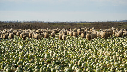 cabbage. Frozen cabbage left on the field to be turned under the furrow. detail.