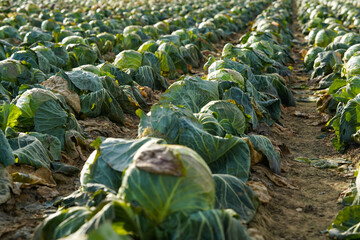 cabbage. Frozen cabbage left on the field to be turned under the furrow. detail.