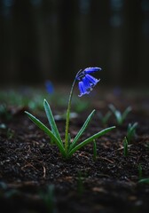 Icy bluebell leaves emerging from cold, damp soil in a shadowy winter forest, symbolizing resilience and the approaching spring ,frost ,nature ,stem