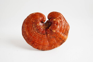 Lingzhi or Reishi mushroom with capsules, organic natural healthy food.