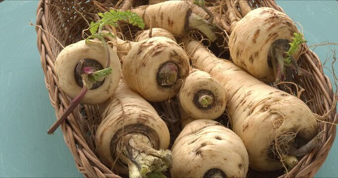Parsnip roots from own garden in wicker basket. A vegetable high in vitamins, antioxidants, and minerals. Table spin.