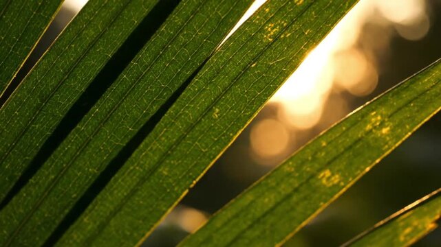 Sunlit green grass blades outdoor nature scene close-up photography vibrant environment bright background
