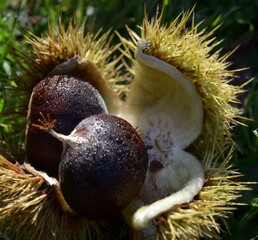 les ch&acirc;taignes en Bretagne Cornouailles Finist&egrave;re France