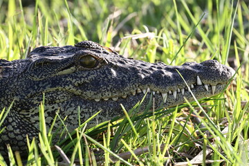 head of a crocodile