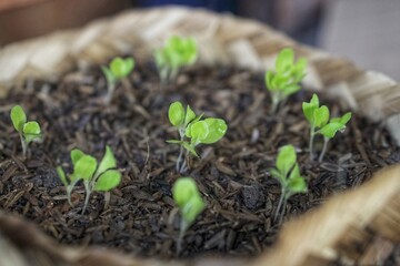 Eggplant seeds have started to grow in the nursery.