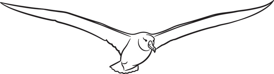 Flying seagull with outstretched wings isolated on transparent background