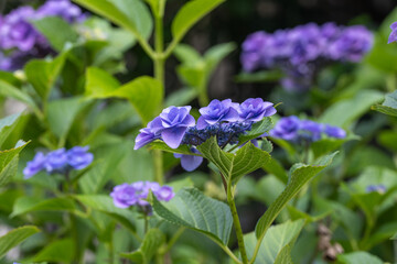 梅雨時期の紫陽花