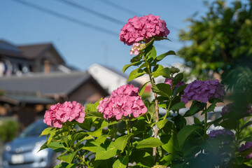 住宅地の中で咲く紫陽花の花