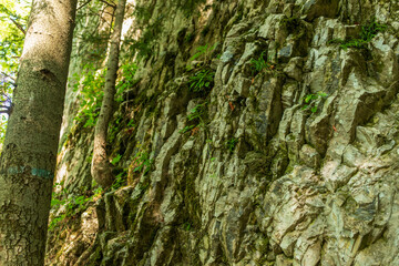 A rugged stone cliff rises through dense forest, covered with moss, plants, and textured rock formations. Natural light highlights geological layers and raw wilderness character