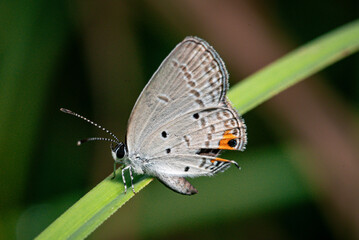 Obraz premium Close-up macro photograph of a small gray butterfly perched on a green grass blade.
