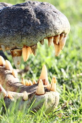 Gebiss eines Krokodils