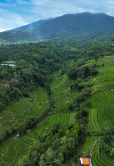 Terraced Rice Fields Beneath Mount Batur, Morning Mist Drifting Across Volcano Slopes, Vibrant Green Paddies