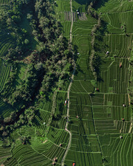 Aerial Top Down View Rice Terraces Lush Green Patchwork Of Terraced Paddies, Winding Footpaths, Scattered