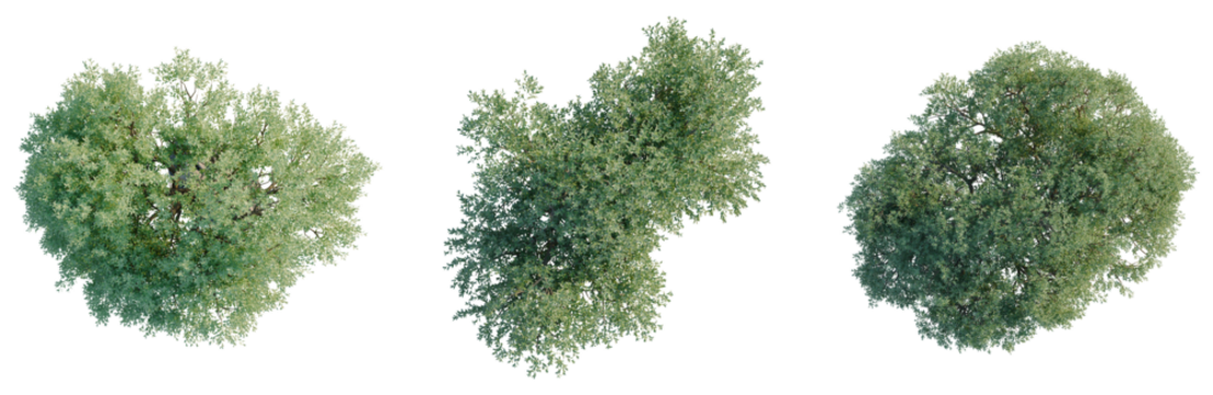 Olea europaea tree plan, top view, cutout, transparent background, isolate, visualization, Three Green Trees, Top View, Natural Elements, Foliage, Plant Life, Summer - Powered by Adobe