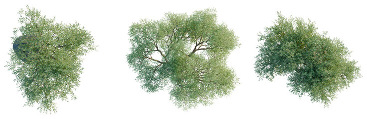 Olea europaea tree plan, top view, cutout, transparent background, isolate, visualization, Green Willow Trees Collection, Realistic Branch Details, Nature Elements, Spring Season © DH Tree Stock