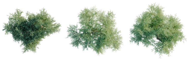 Olea europaea tree plan, top view, cutout, transparent background, isolate, visualization, Willow Trees Collection, Nature Elements, Scenic Landscape, Spring Season