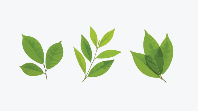 Three Green Leaf Branches Flat Lay on White Background