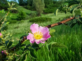 Early spring in the countryside. Rosehip flower.