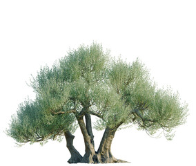 Olea europaea tree, front view, cutout, transparent background, isolate, architecture visualization, Ancient Olive Tree with Lush Foliage, a Mediterranean Icon for Landscape Design