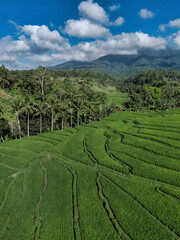 Aerial View Rice Terraces Jatiluwih Bali Sunny Verdant Terraced Slopes With Scattered Huts Narrow Irrigation