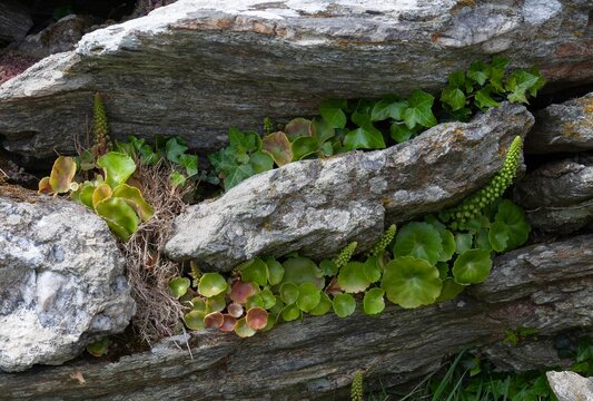 Navelwort, Umbilicus rupestris