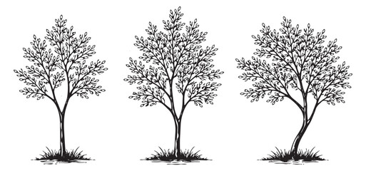 Obraz premium Hand drawn line art tree set featuring delicate branches and leaves for natural designs