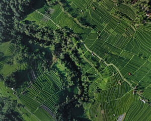 Aerial Top Down View Rice Terraces Lush Green Patchwork Of Terraced Paddies, Winding Footpaths, Scattered