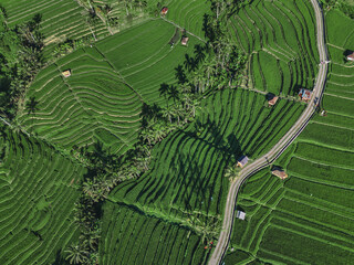 Aerial Drone View Of Rice Terraces At Crossroads, Winding Road Slicing Vibrant Green Paddies, Layered Contours