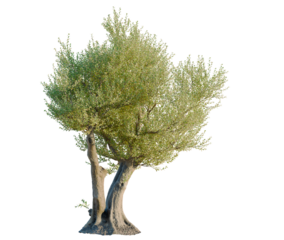 Olea europaea tree, front view, cutout, transparent background, isolate, architecture visualization, Ancient Olive Tree with Twisted Trunk - Perfect for Landscape Design and Illustration