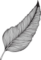 singleleafillustration