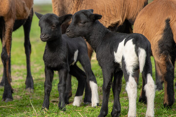 Fototapeta premium Two Cute Black Lambs Standing Together in a Field