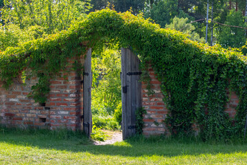 Old rustic wooden gate in a brick wall overgrown with green ivy or vine