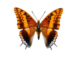 butterfly charaxessaturnus isolated on white background