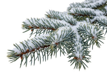 Close up of a frosted blue spruce branch against a dark background