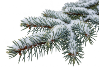 Close up of a frosted blue spruce branch against a dark background