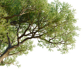 Fototapeta premium Olea europaea tree, corner view, cutout, transparent background, isolate, architecture visualization, Lush Green Tree Branch with Leaves - Perfect for Spring or Summer Designs