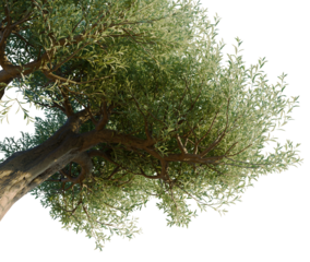 Olea europaea tree, corner view, cutout, transparent background, isolate, architecture visualization, Majestic Olive Tree Branches with Lush Green Foliage, Perfect for Natural Designs