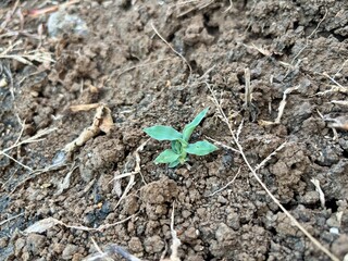 Small green plant sprout growing in dry soil. Close-up nature photography representing growth, agriculture, sustainability, and new beginnings. Suitable for environmental and farming concepts.