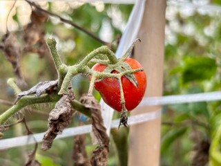 Ripe red tomato growing on the vine in a garden. Close-up agriculture photo suitable for farming, gardening, organic food, fresh produce, and healthy eating concepts.