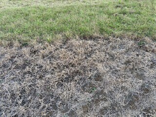 Dry and green grass lawn texture with mixed vegetation. Natural outdoor background suitable for environment, drought, landscaping, gardening, climate, and texture design concepts.