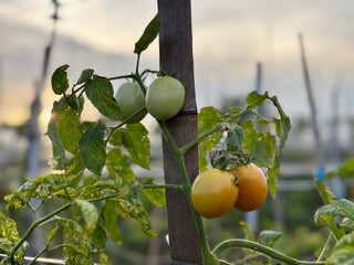Tomato plant with green and yellow fruits growing on the vine in a garden. Natural agriculture photo suitable for farming, gardening, crop growth, food production, and sustainability concepts.