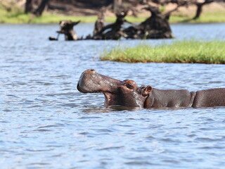 Flusspferd im Wasser 