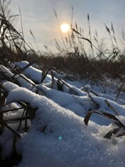 sunset in winter. Closeup of snow and dry grass. Golden hour light