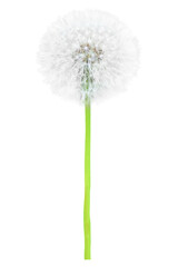 White dandelion flower with white seeds macro in PNG isolated on transparent background