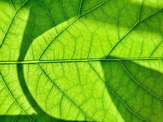 vibrant green leaf macro capturing sunlight glow through intricate vein network, in lush foliage...