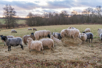 Organic Danish sheep on feeding place - adlibitum