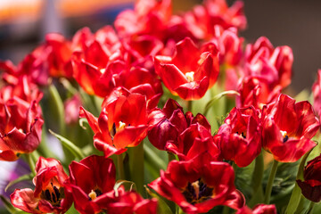 30-12-2025 flower - red tulips